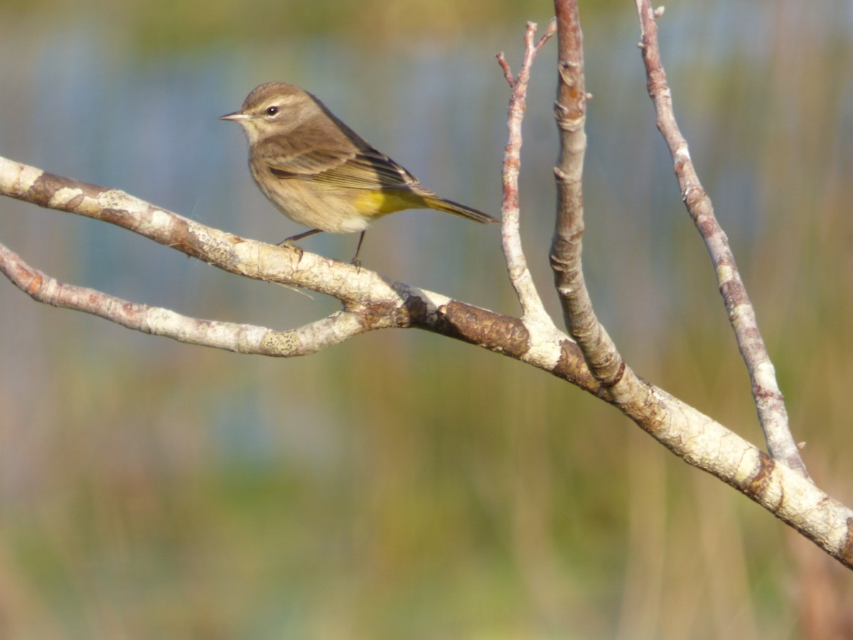 Palm Warbler - Betty Holcomb