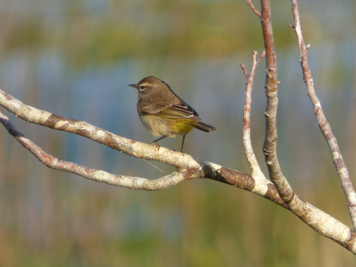 Palm Warbler - Betty Holcomb