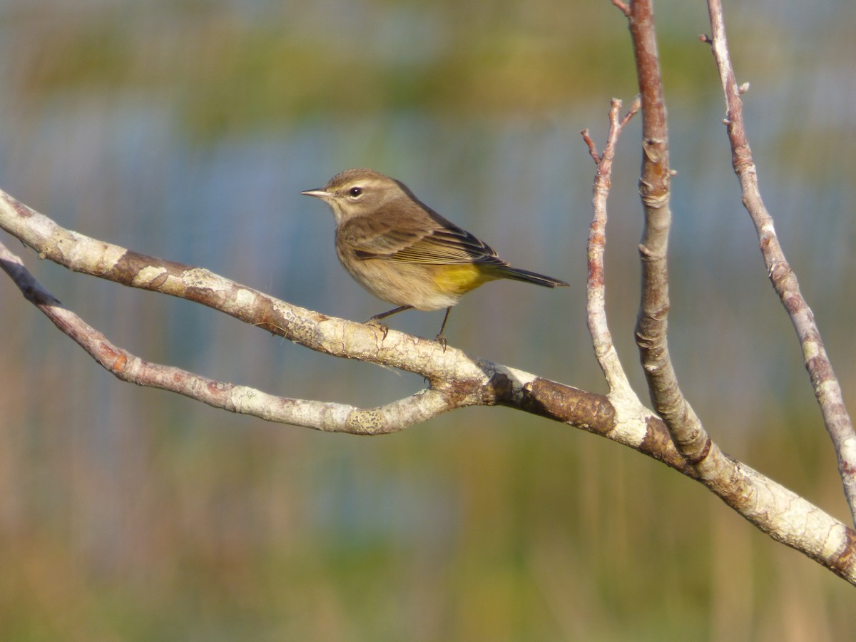 Palm Warbler - Betty Holcomb