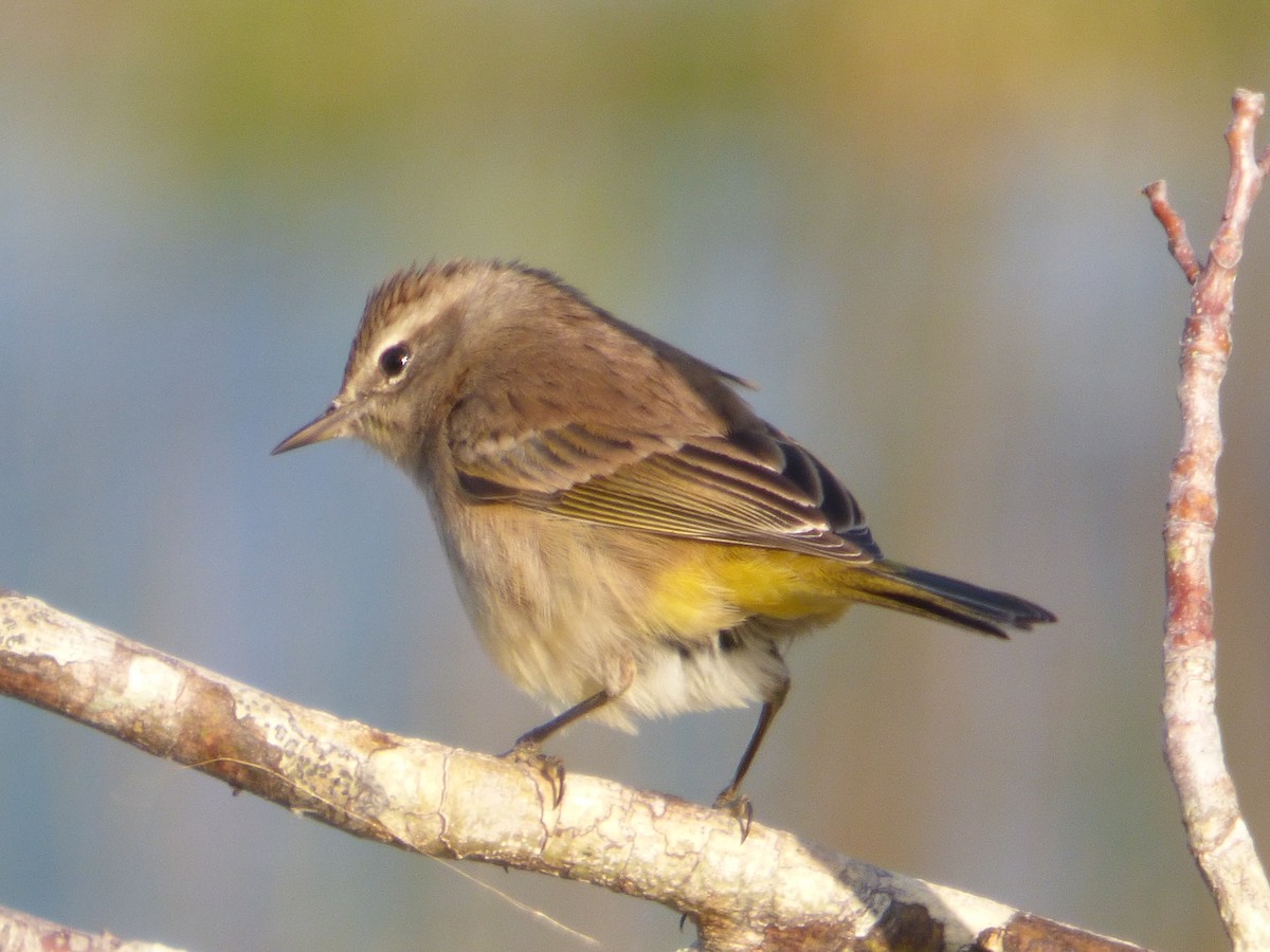 Palm Warbler - Betty Holcomb