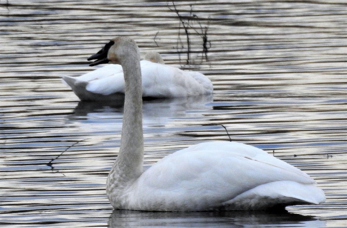 Trumpeter Swan - ML509441141