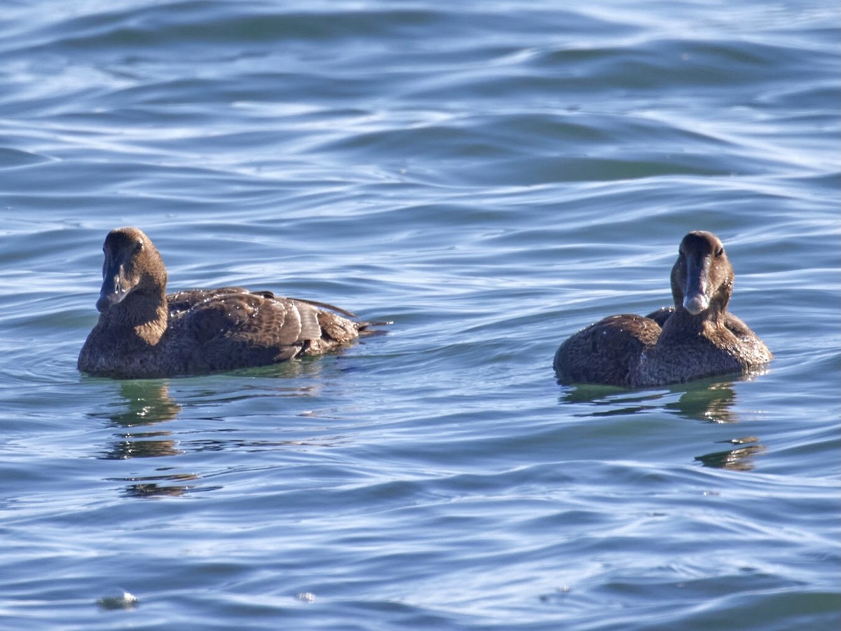 Common Eider - ML509441811