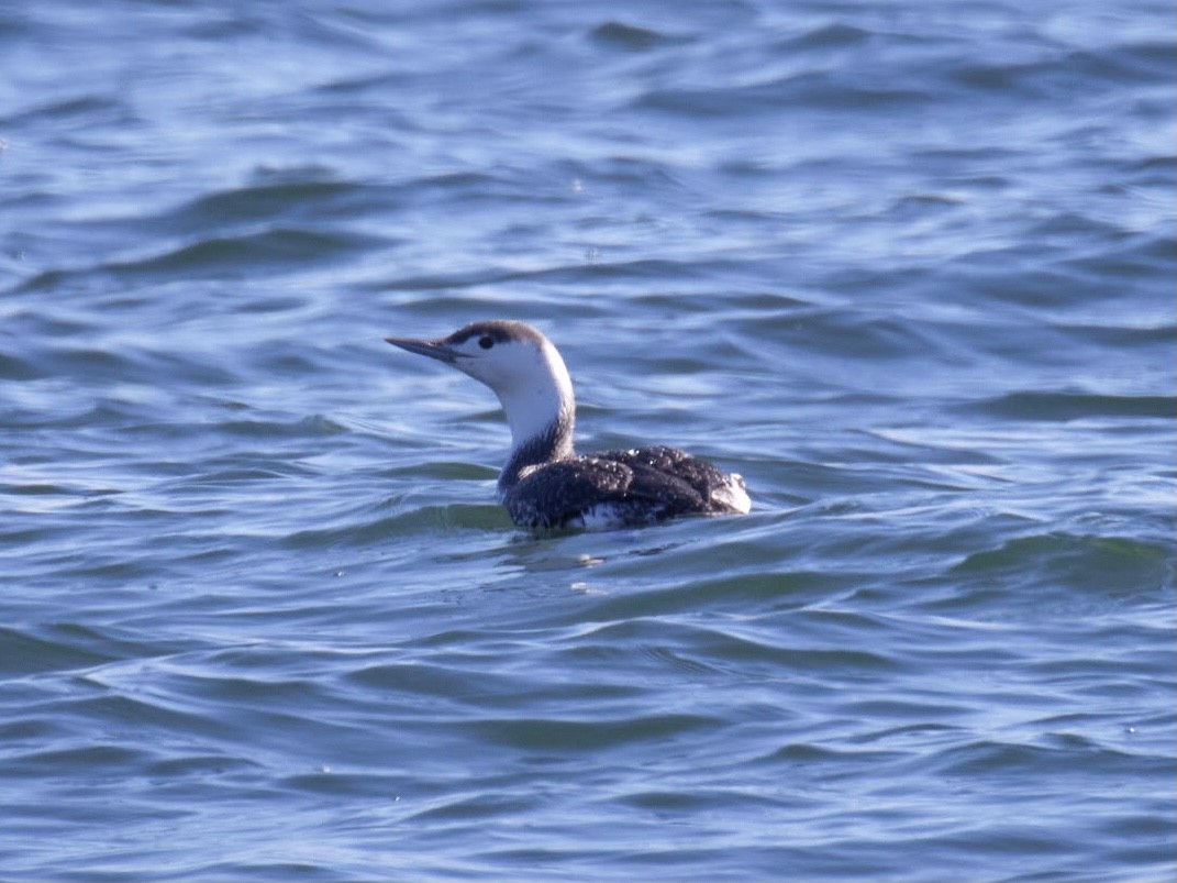 Red-throated Loon - ML509443041