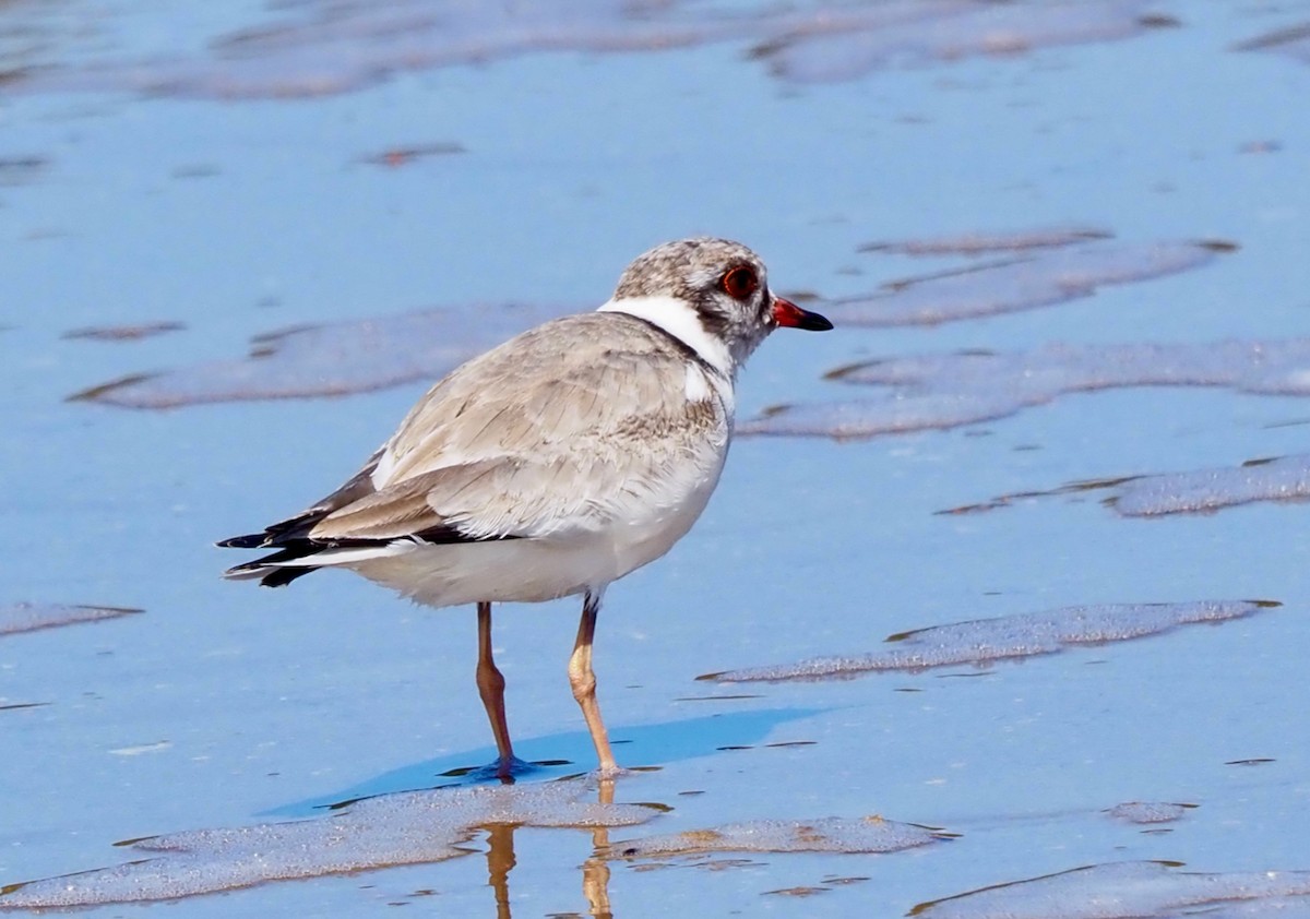 Hooded Plover - ML509443291