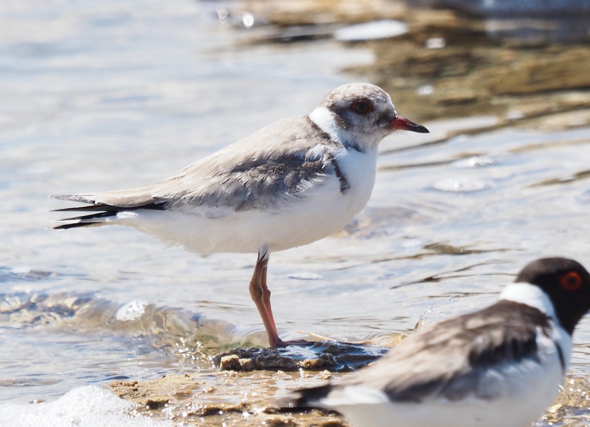 Hooded Plover - ML509443311