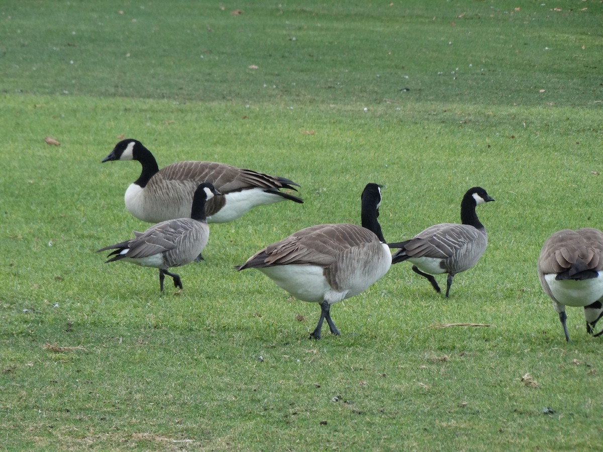 Cackling Goose (minima) - brian sandstrom