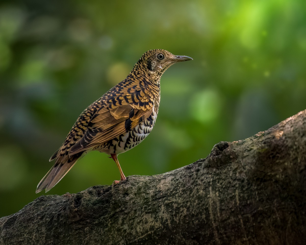 Scaly Thrush - Bivash Biswas