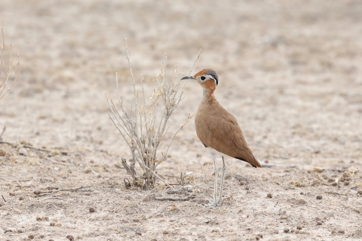 Burchell's Courser - Chris Wiley