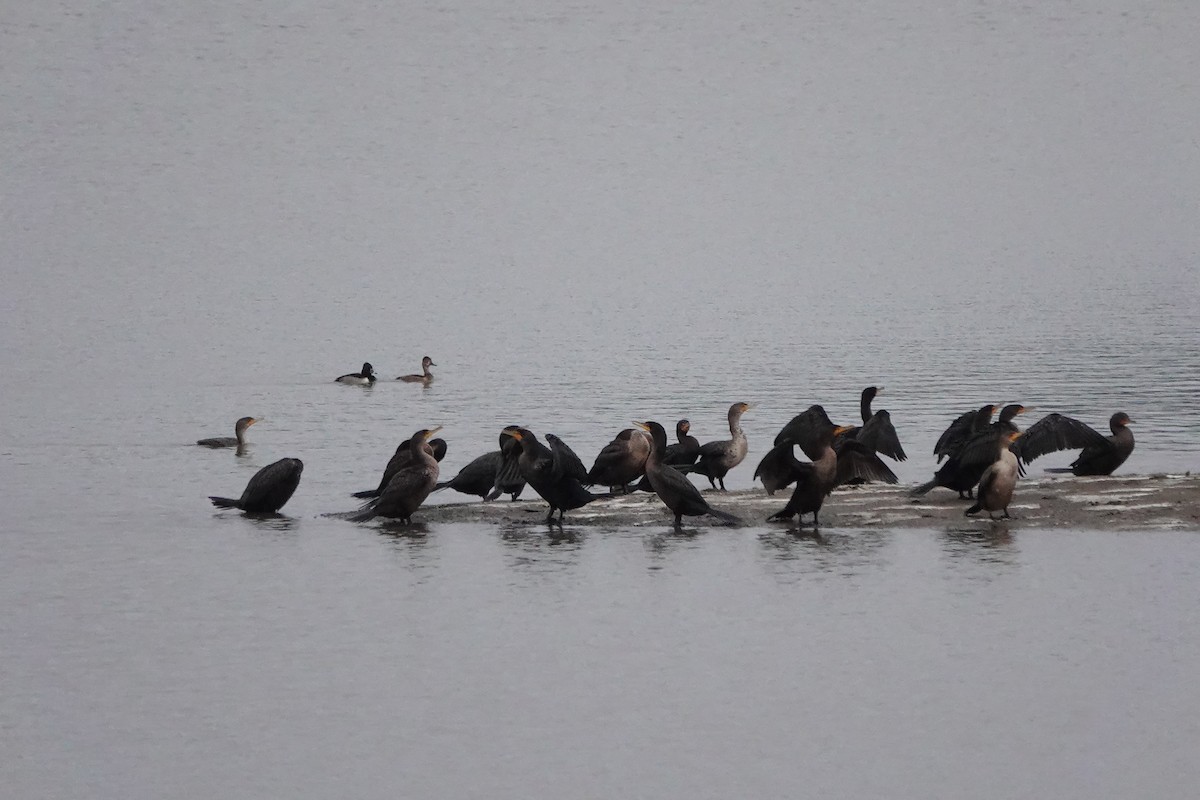 Double-crested Cormorant - ML509449621