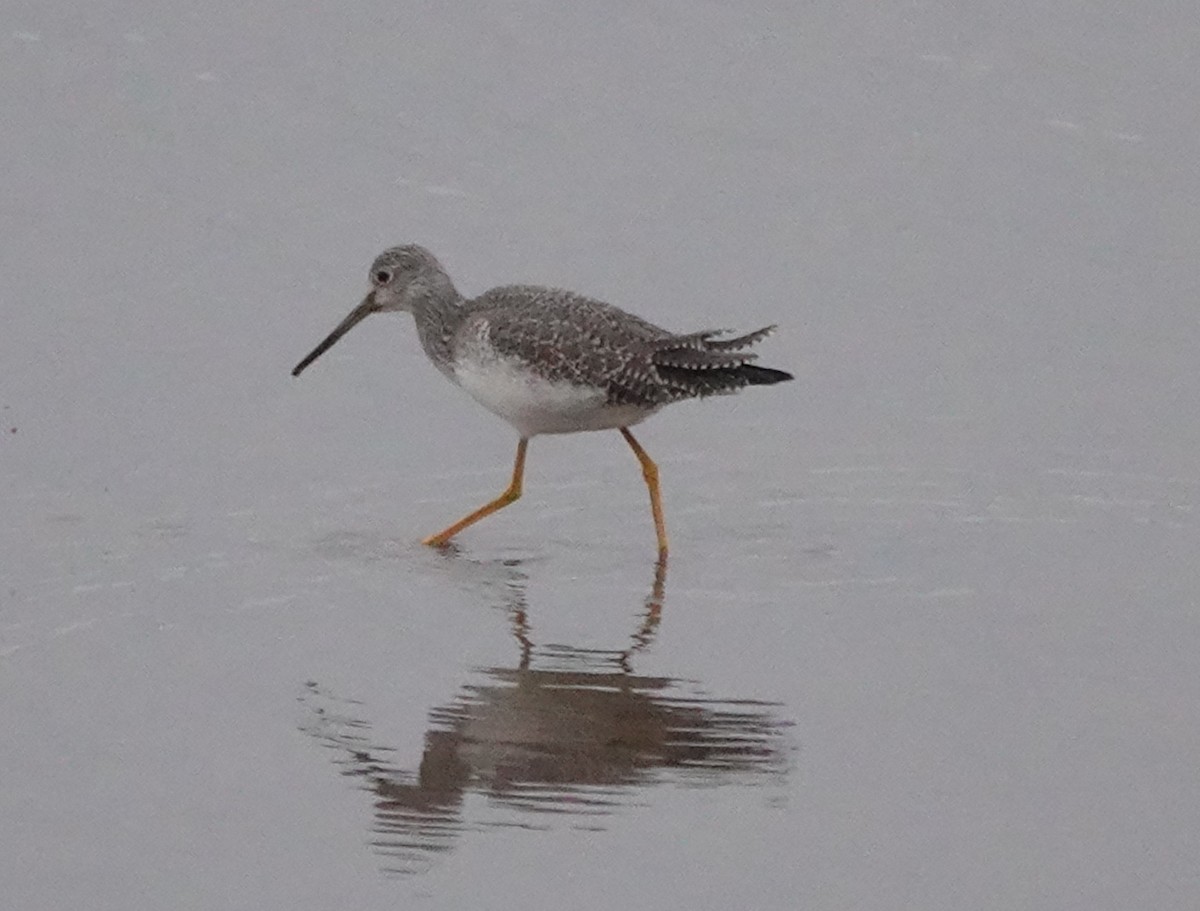 Greater Yellowlegs - ML509449641