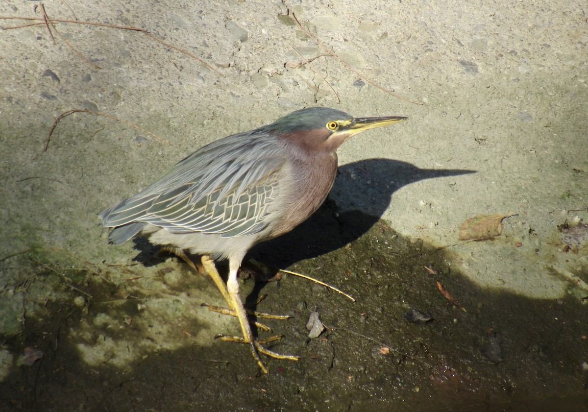 Green Heron - ML509450181