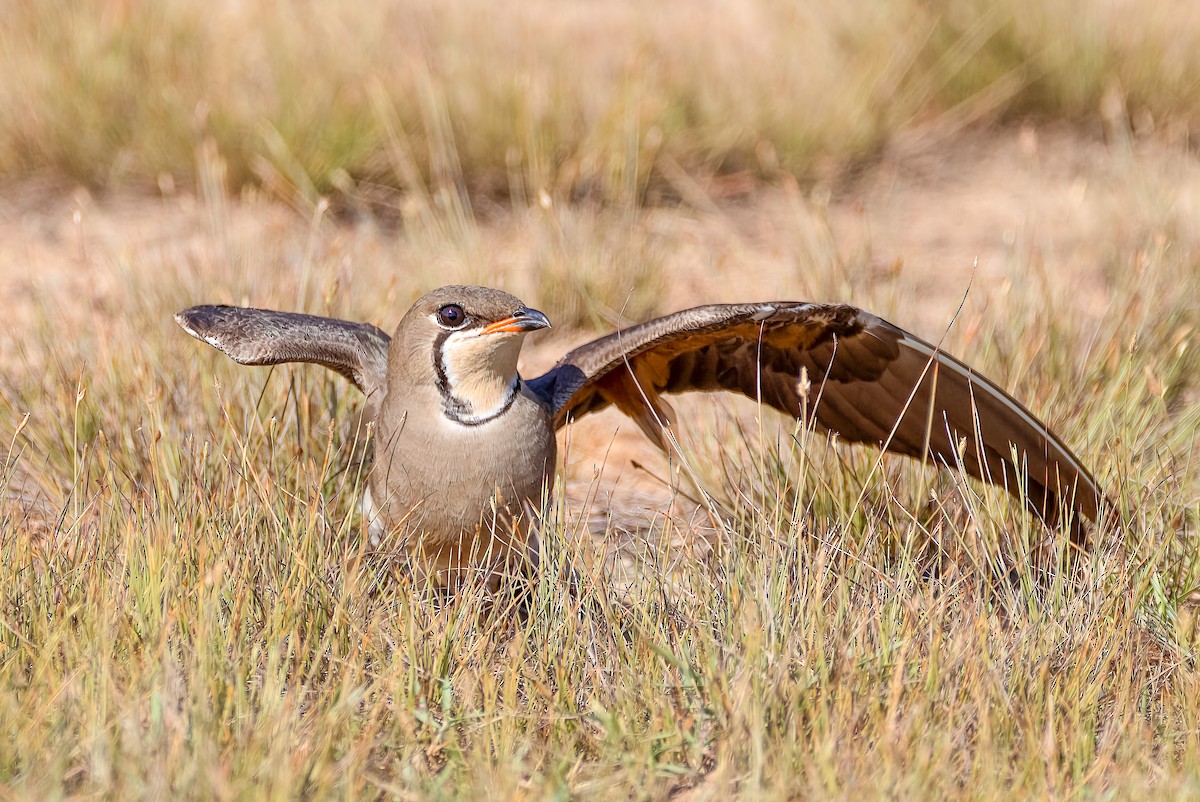 Oriental Pratincole - ML509450911