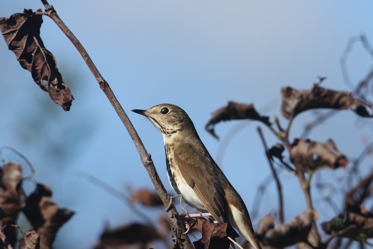 Hermit Thrush - ML509451261