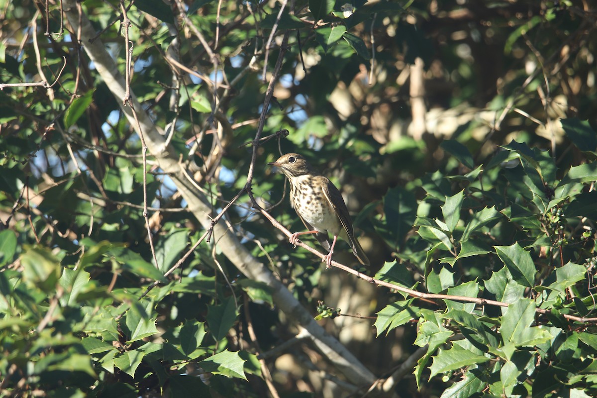 Hermit Thrush - ML509451271