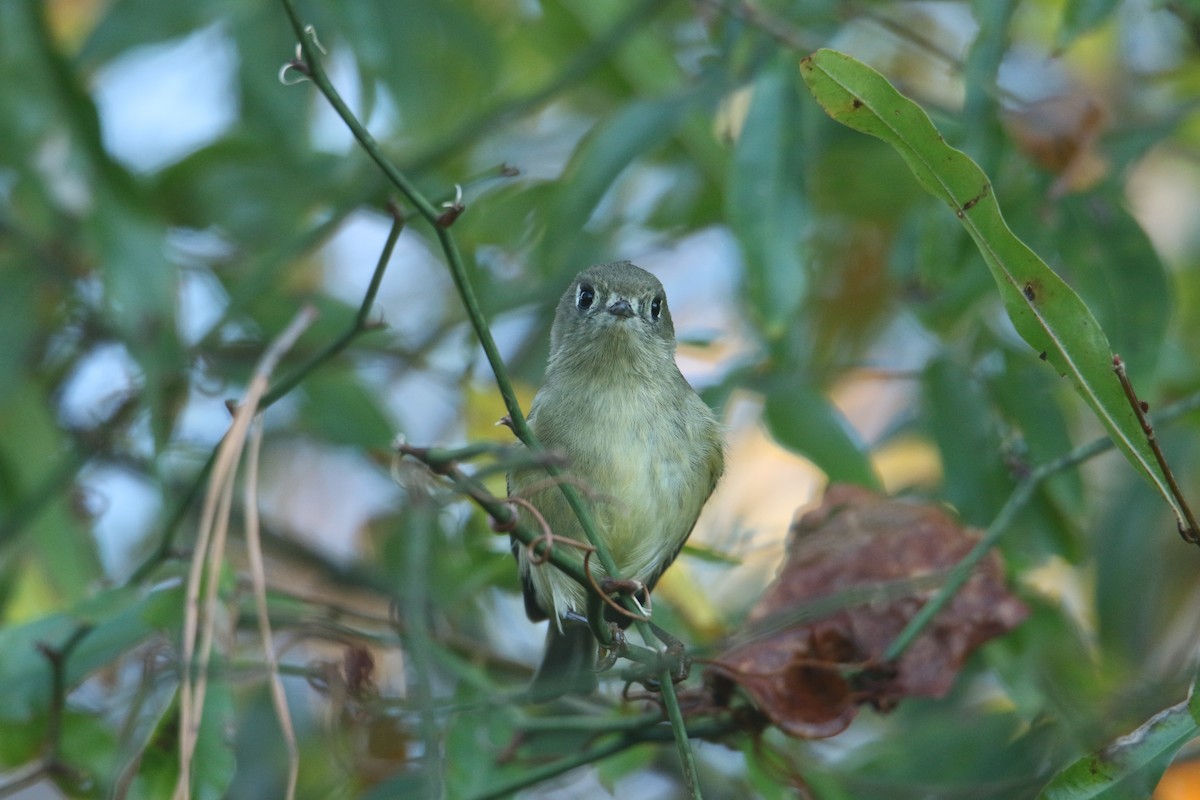Ruby-crowned Kinglet - ML509451371