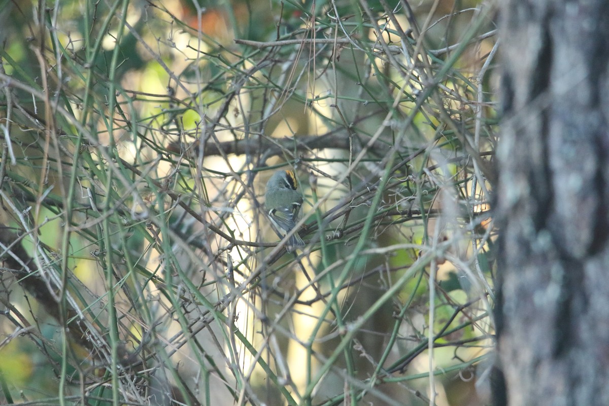 Golden-crowned Kinglet - ML509451401