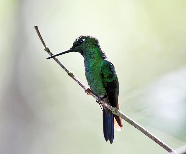 Green-crowned Brilliant - ML50945221