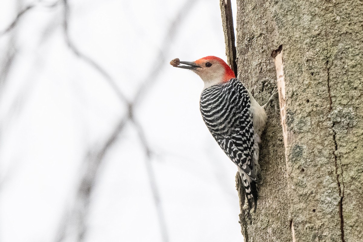 Red-bellied Woodpecker - Susan Teefy