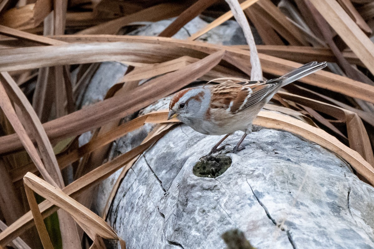 American Tree Sparrow - Susan Teefy