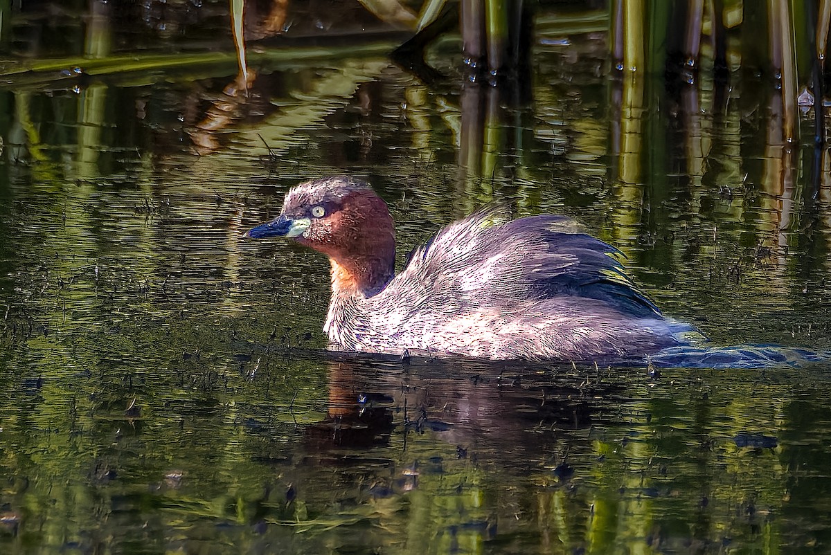 Little Grebe - ML509452631