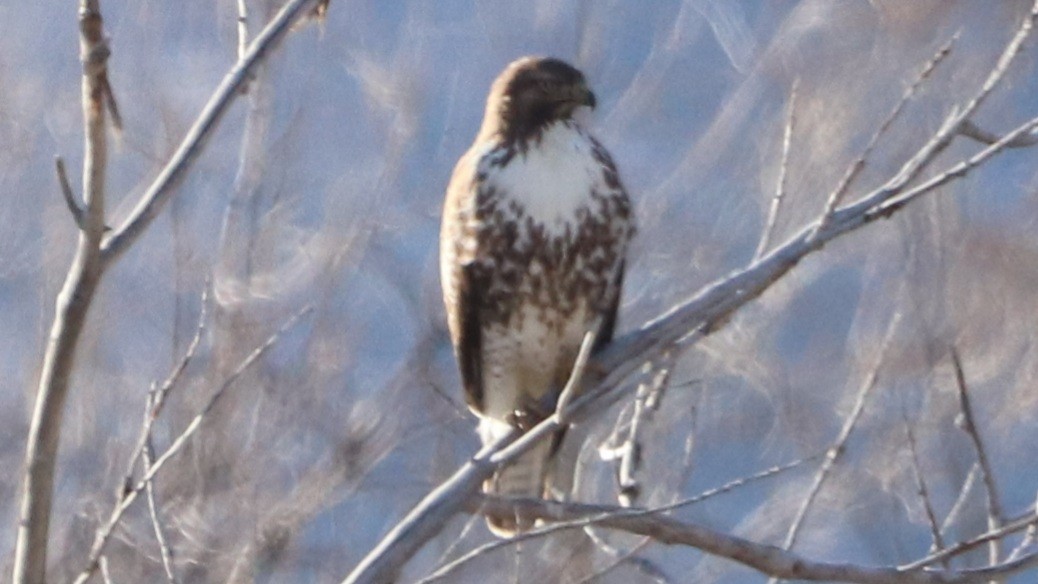 Red-tailed Hawk - ML509452821