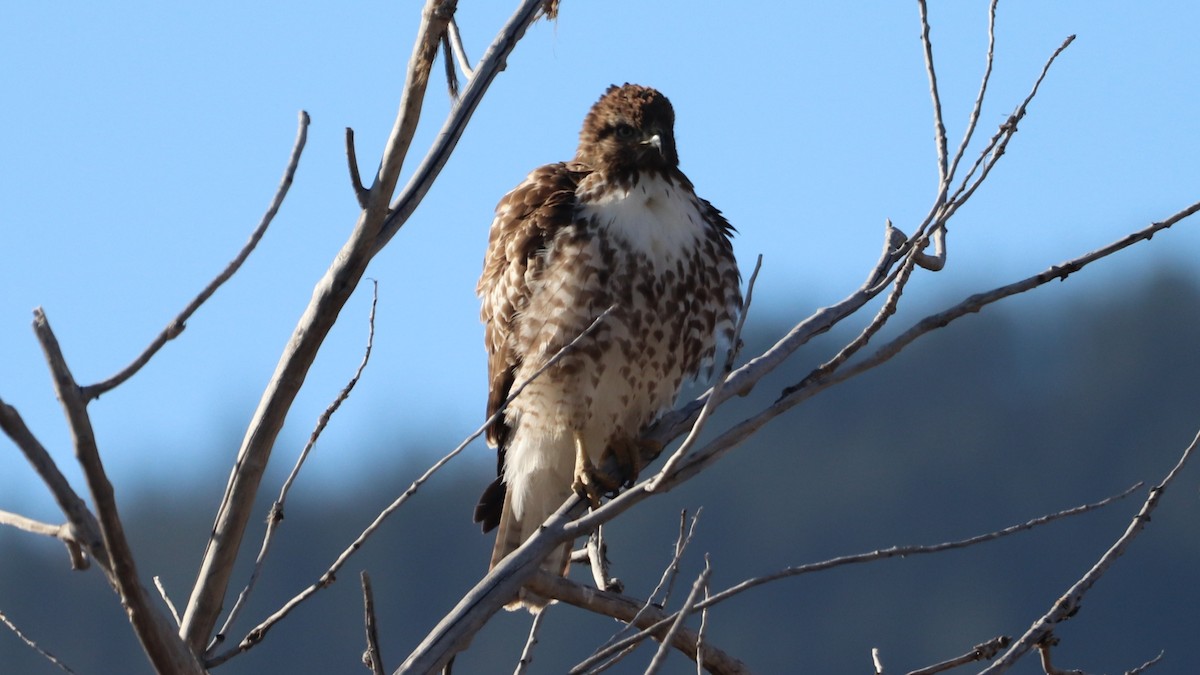 Red-tailed Hawk - ML509452831