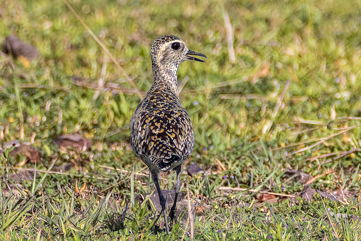 Pacific Golden-Plover - ML509453141