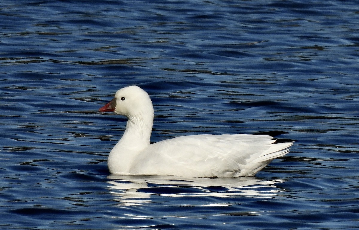 Ross's Goose - Diane Losier