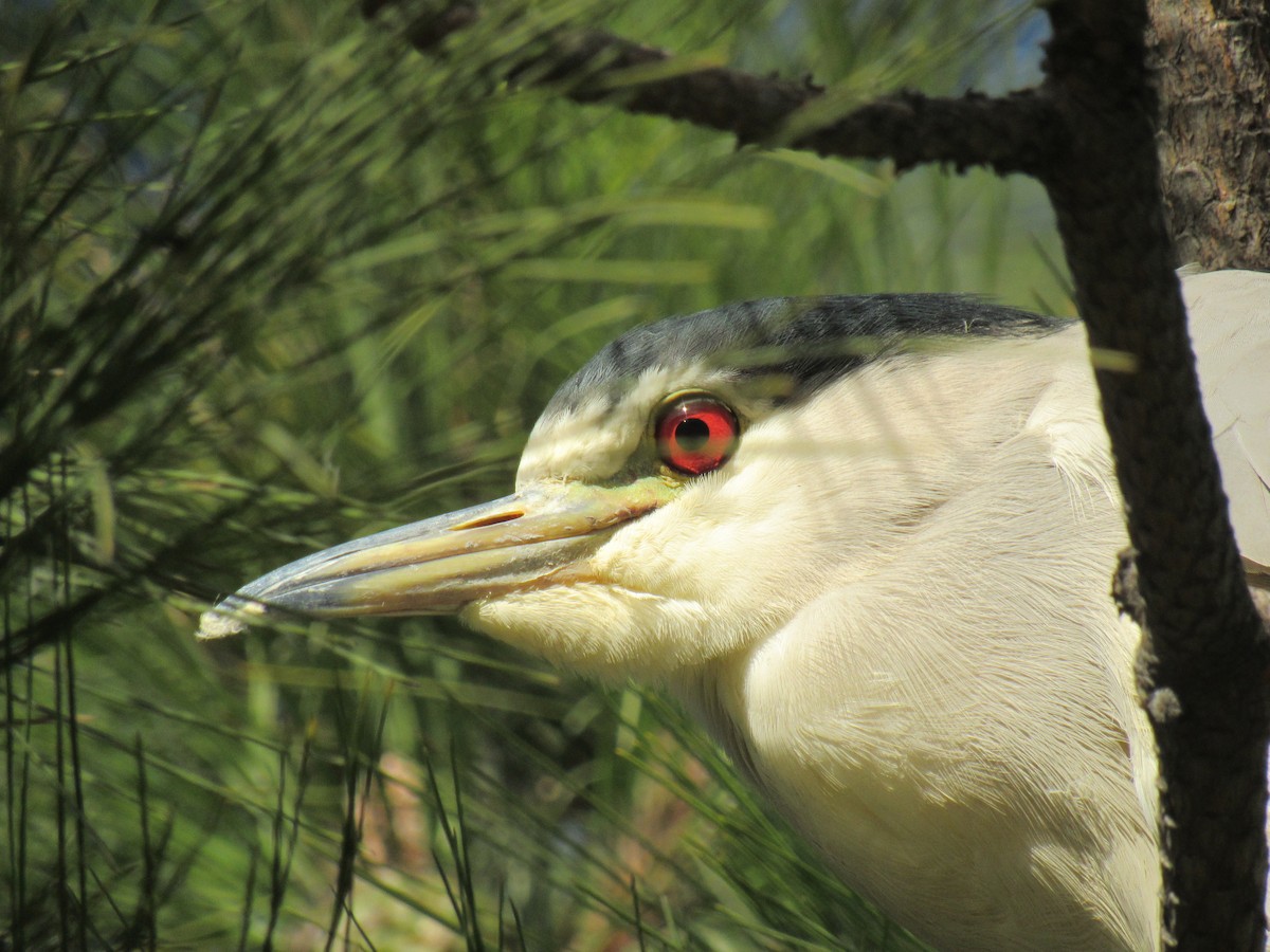 Black-crowned Night Heron - ML509453281