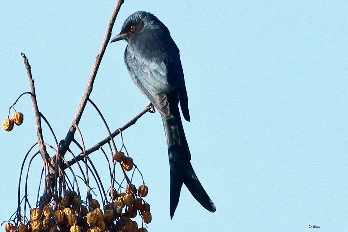 Drongo cendré - ML509453421