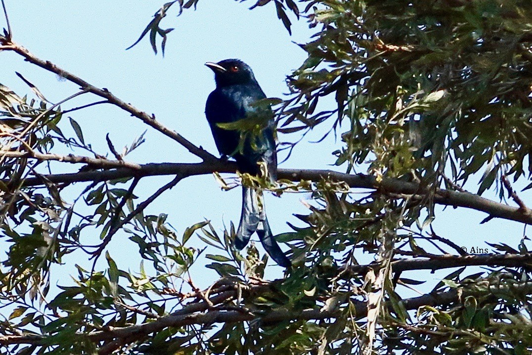 Kül Rengi Drongo - ML509453431