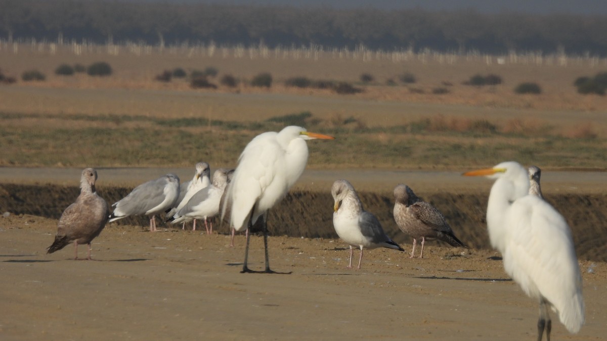 Gaviota Argéntea - ML509453461