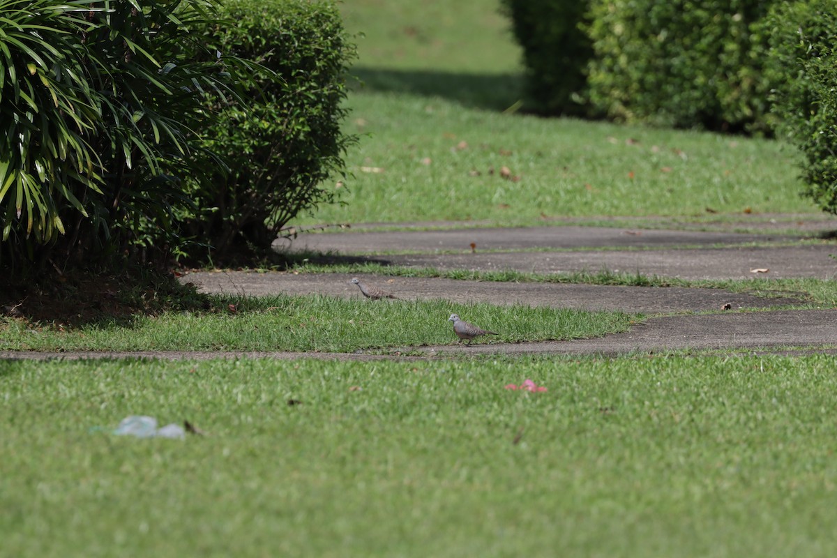 Zebra Dove - ML509453571