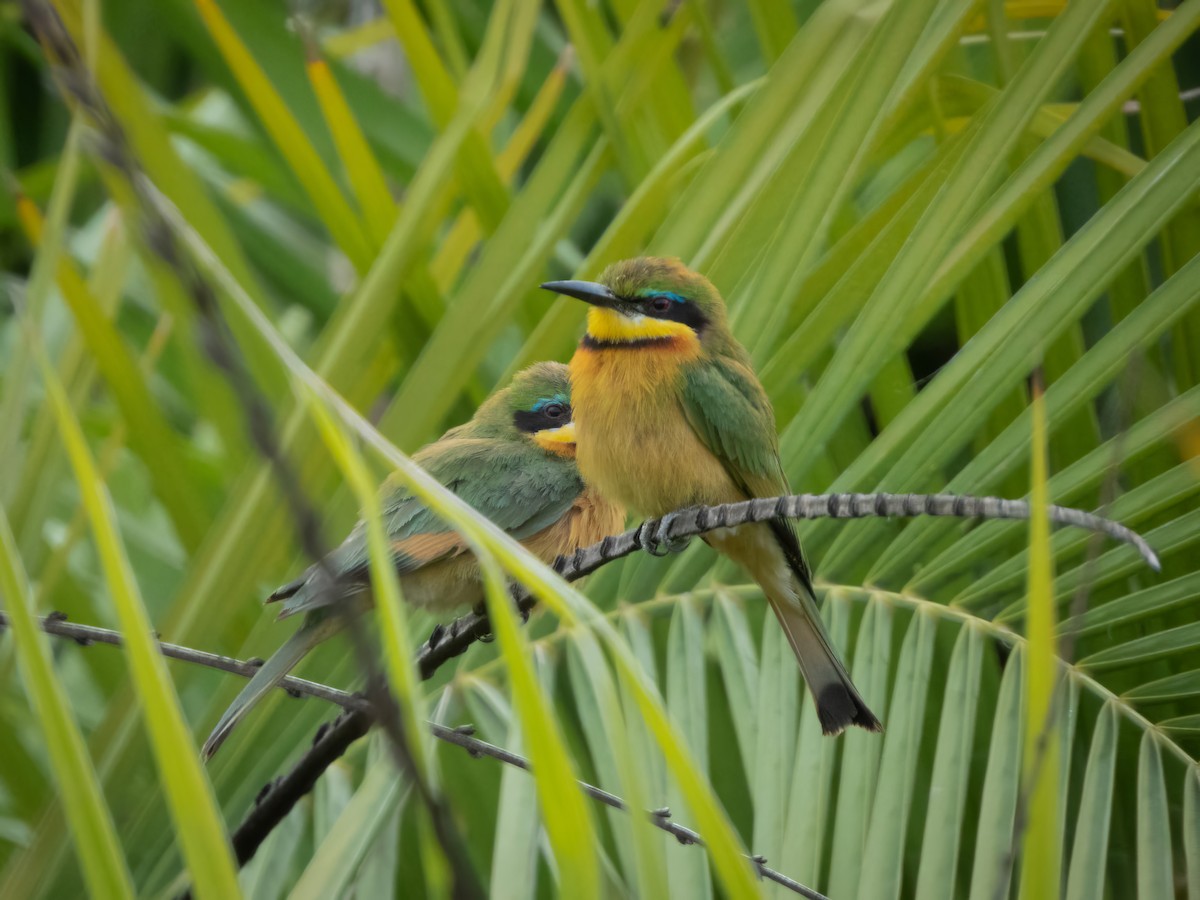 Little Bee-eater - ML509453641