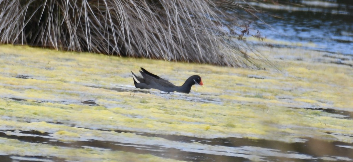 Dusky Moorhen - ML509454001