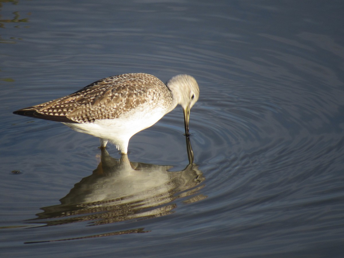 Greater Yellowlegs - ML509454031