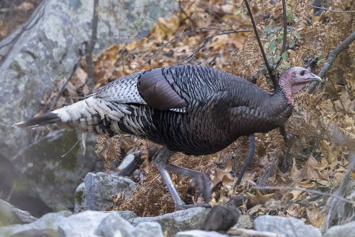 Wild Turkey - ML509455201