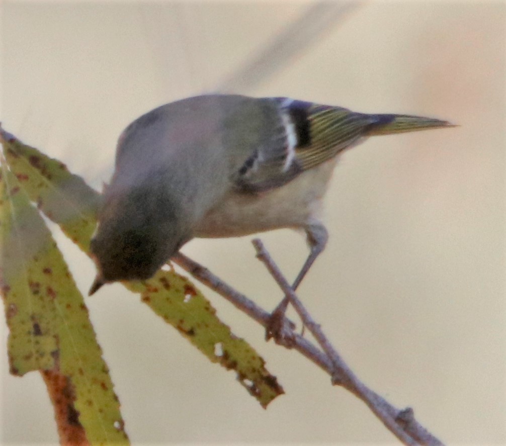 Ruby-crowned Kinglet - ML509456031