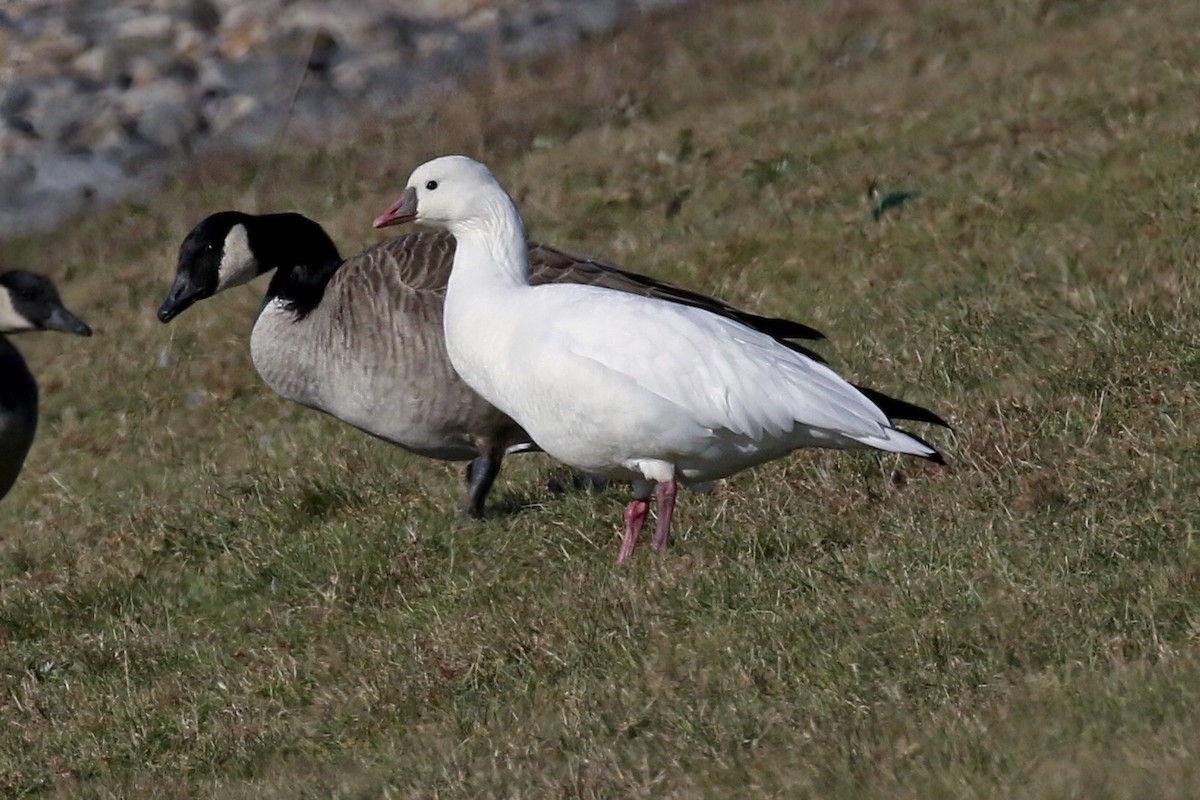 Ross's Goose - Lori Charron