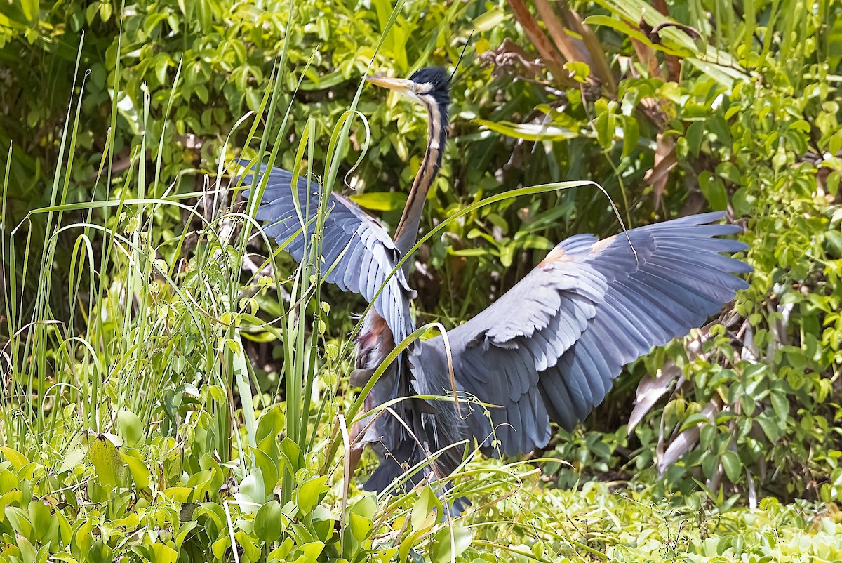 Purple Heron - ML509457781