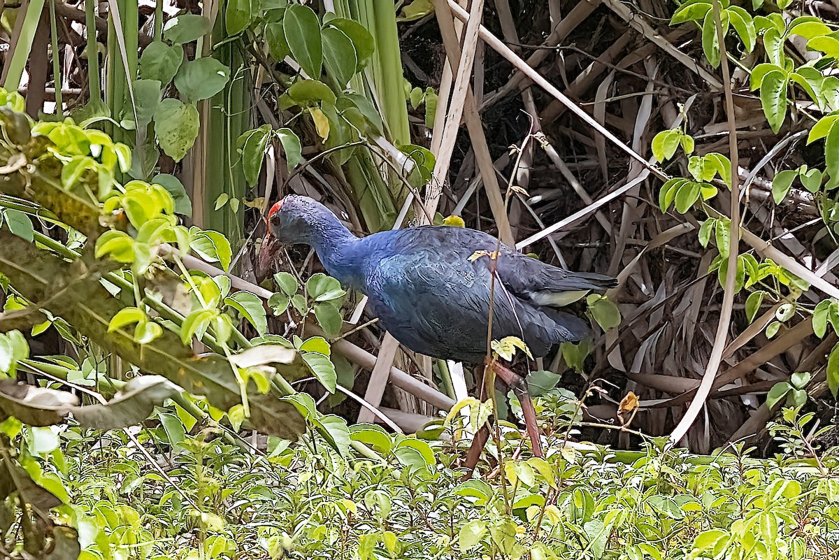 Gray-headed Swamphen - Ralf Weinand