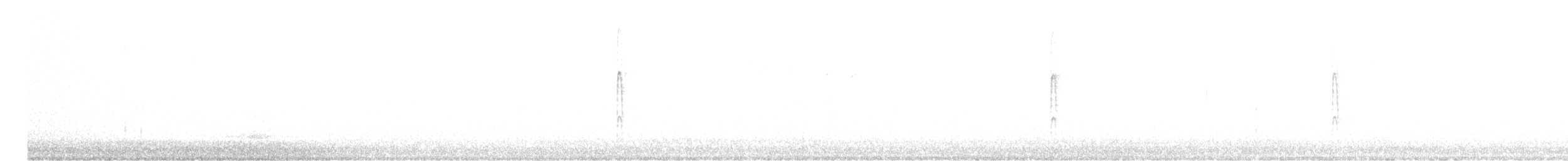 strakapoud proužkohřbetý - ML509458811