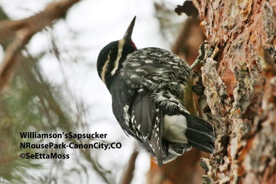 Williamson's Sapsucker - ML509459451