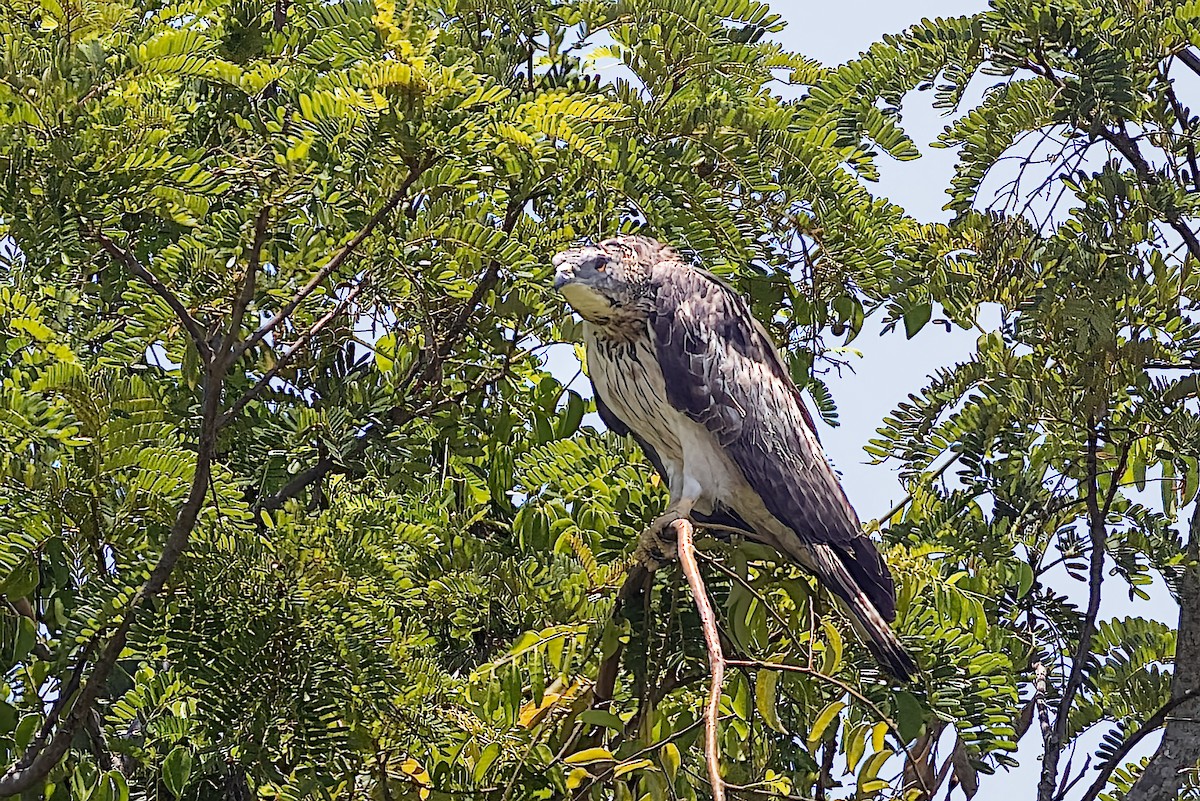 Oriental Honey-buzzard - Ralf Weinand