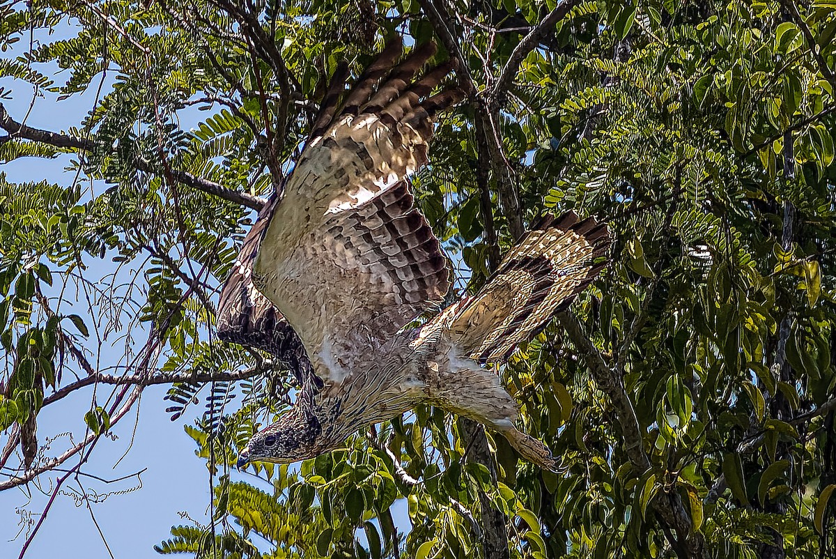 Oriental Honey-buzzard - Ralf Weinand