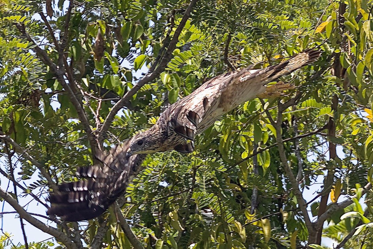 Oriental Honey-buzzard - ML509459891