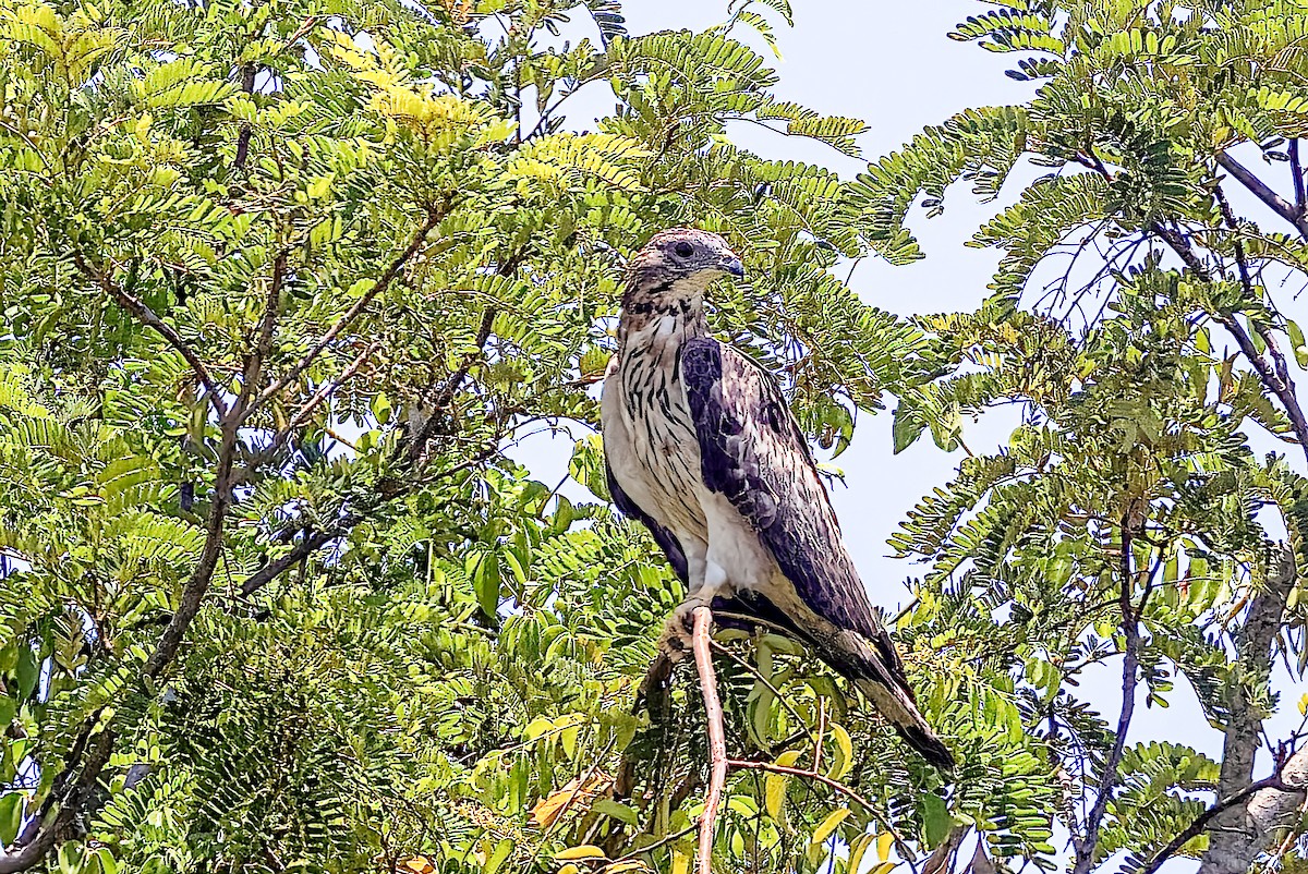 Oriental Honey-buzzard - ML509459901