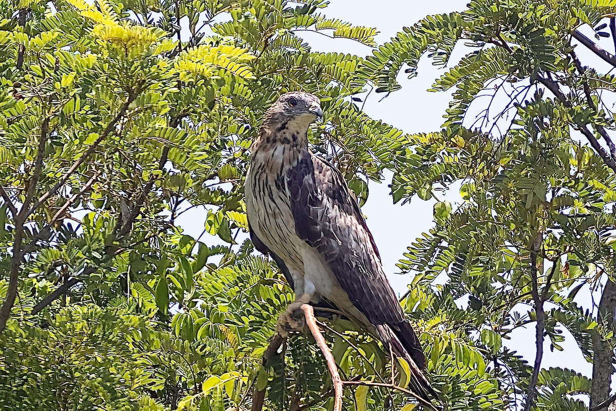 Oriental Honey-buzzard - ML509459911