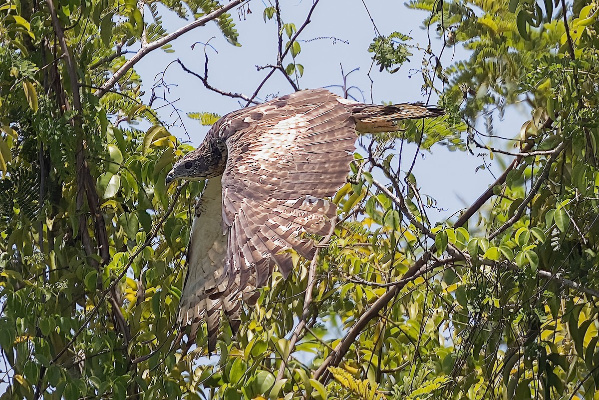 Oriental Honey-buzzard - ML509459921