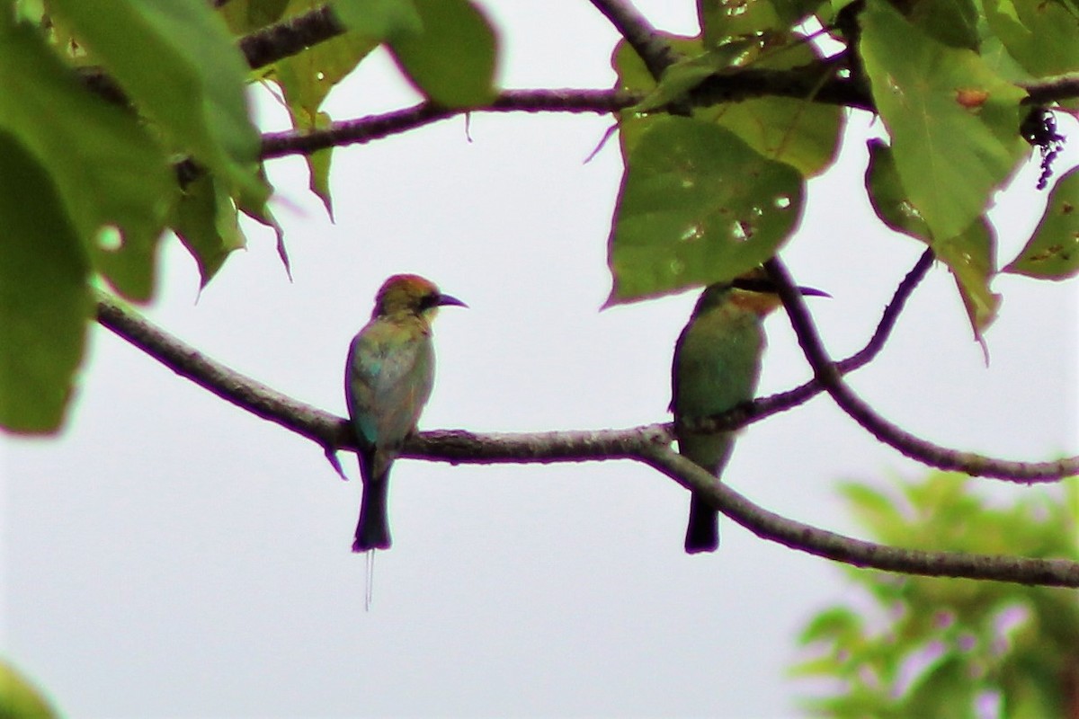 Rainbow Bee-eater - ML509460531